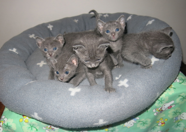 Dixie's kittens at four weeks